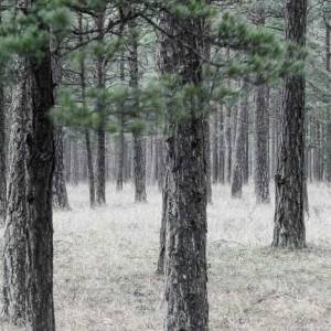 Panoramique sur mesure Pine Forest