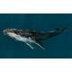 Panoramique sur mesure Humpback Whale Vynil