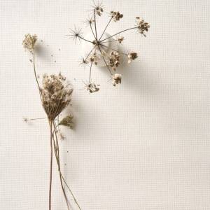 Papier peint Purity