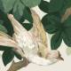 Papier Peint Panoramique Les Oiseaux