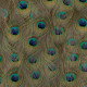 Papier peint Peafowl intissé