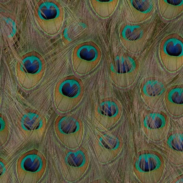 Papier peint Peafowl intissé