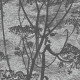 Papier Peint Cow Parsley Icons