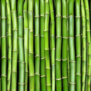 Panoramique Bamboo